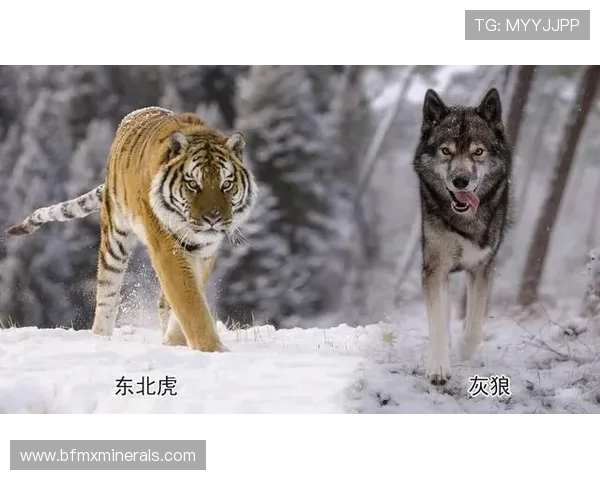 东北虎与飞虎的巅峰对决谁将成为战斗的王者